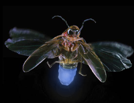 Photoshop Design by Asrayia for DesignCrowd (Community Contests) | Design #8936159