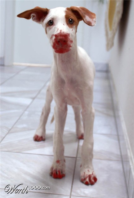 Photoshop Design by HopFrog