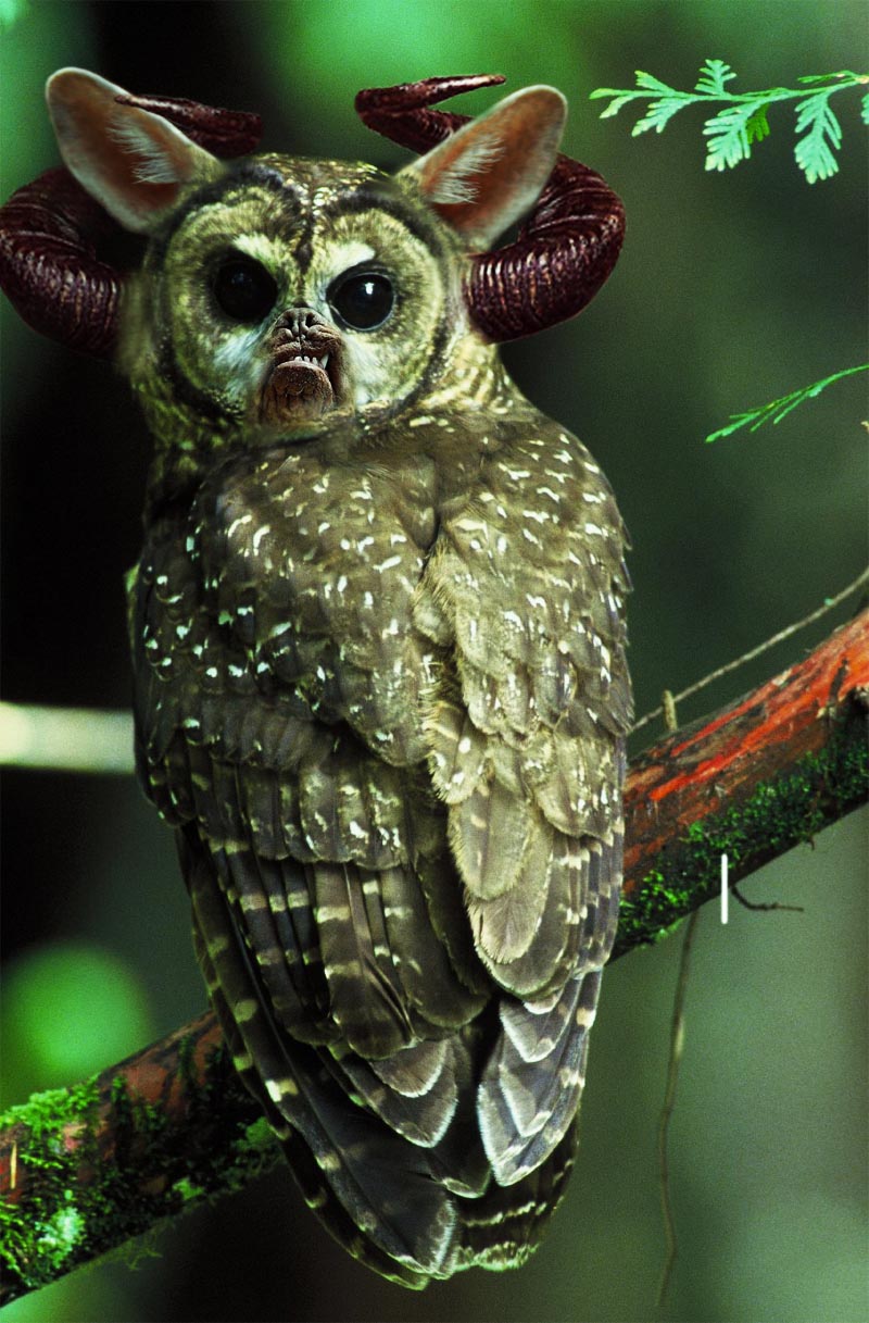 Diseño de Photoshop por DoubleGsbc para DesignCrowd (Community Contests) | Diseño #8937127