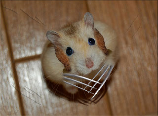 Photoshop Design by Bluepineapple for DesignCrowd (Community Contests) | Design #8937165