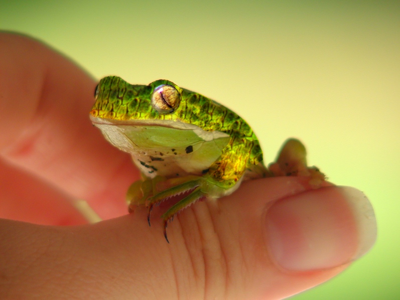 Diseño de Photoshop por DesignbyHaven para DesignCrowd (Community Contests) | Diseño #8937219