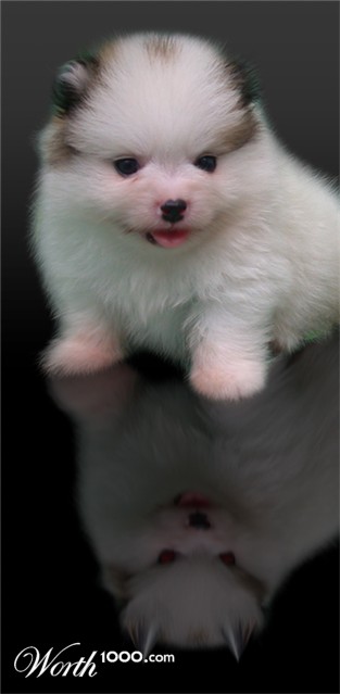 Photoshop Design by pbear1