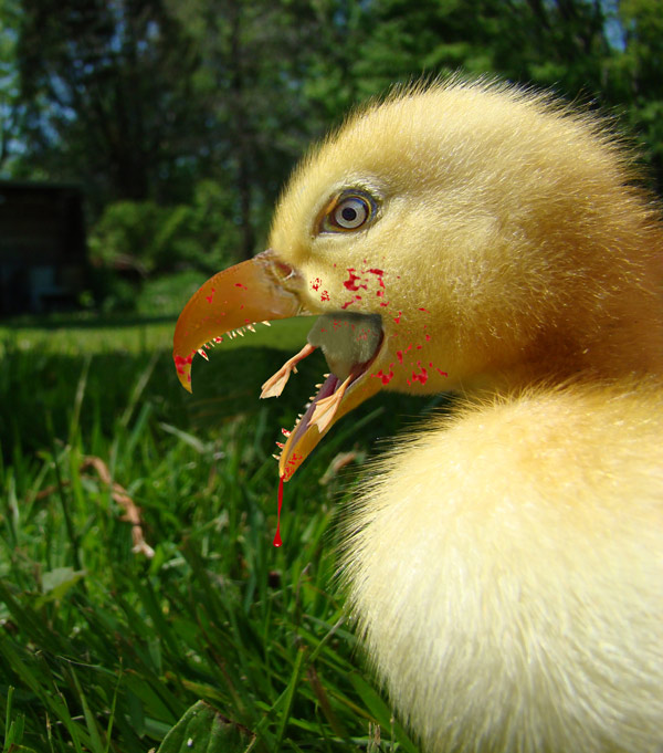 Photoshop Design by janefrog for DesignCrowd (Community Contests) | Design #8937255