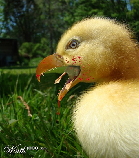 Photoshop Design by janefrog