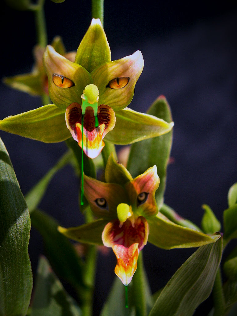 Photoshop-Design von paulrs00 für DesignCrowd (Community Contests) | Design #8935958