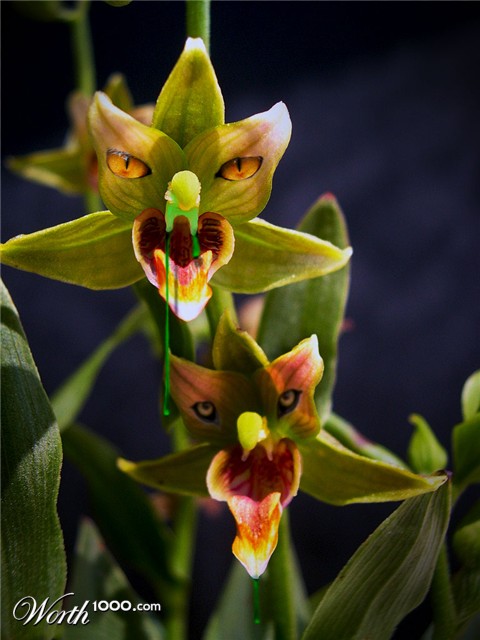 Photoshop Design by paulrs00