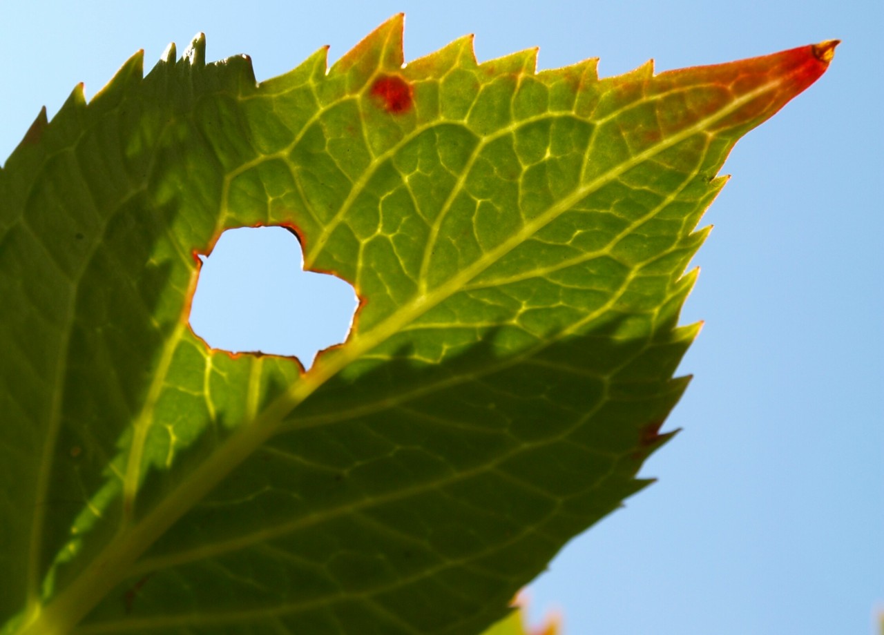 Photography by Trina09 for DesignCrowd (Community Contests) | Design #8935123