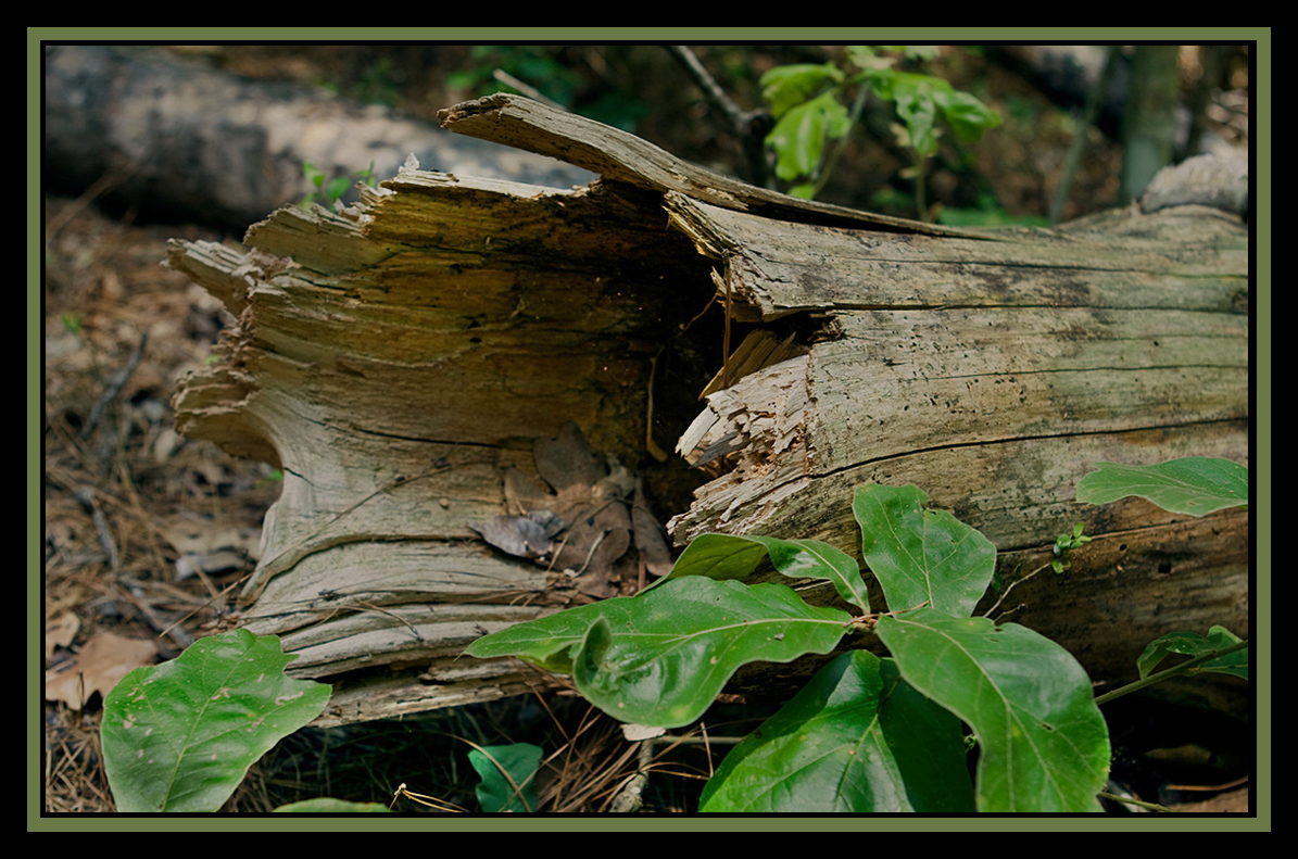 Fotografía por cridley para DesignCrowd (Community Contests) | Diseño #8935147