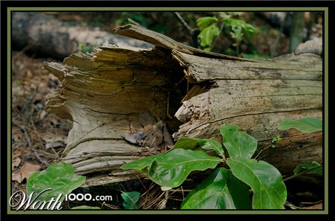 Photography by cridley