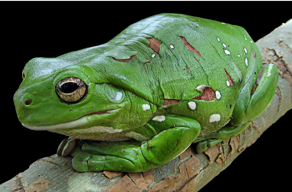 Photoshop Design by willibarb for DesignCrowd (Community Contests) | Design #8935539