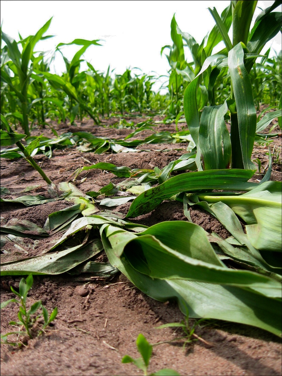 Photography by spincast1123 for DesignCrowd (Community Contests) | Design #8935268