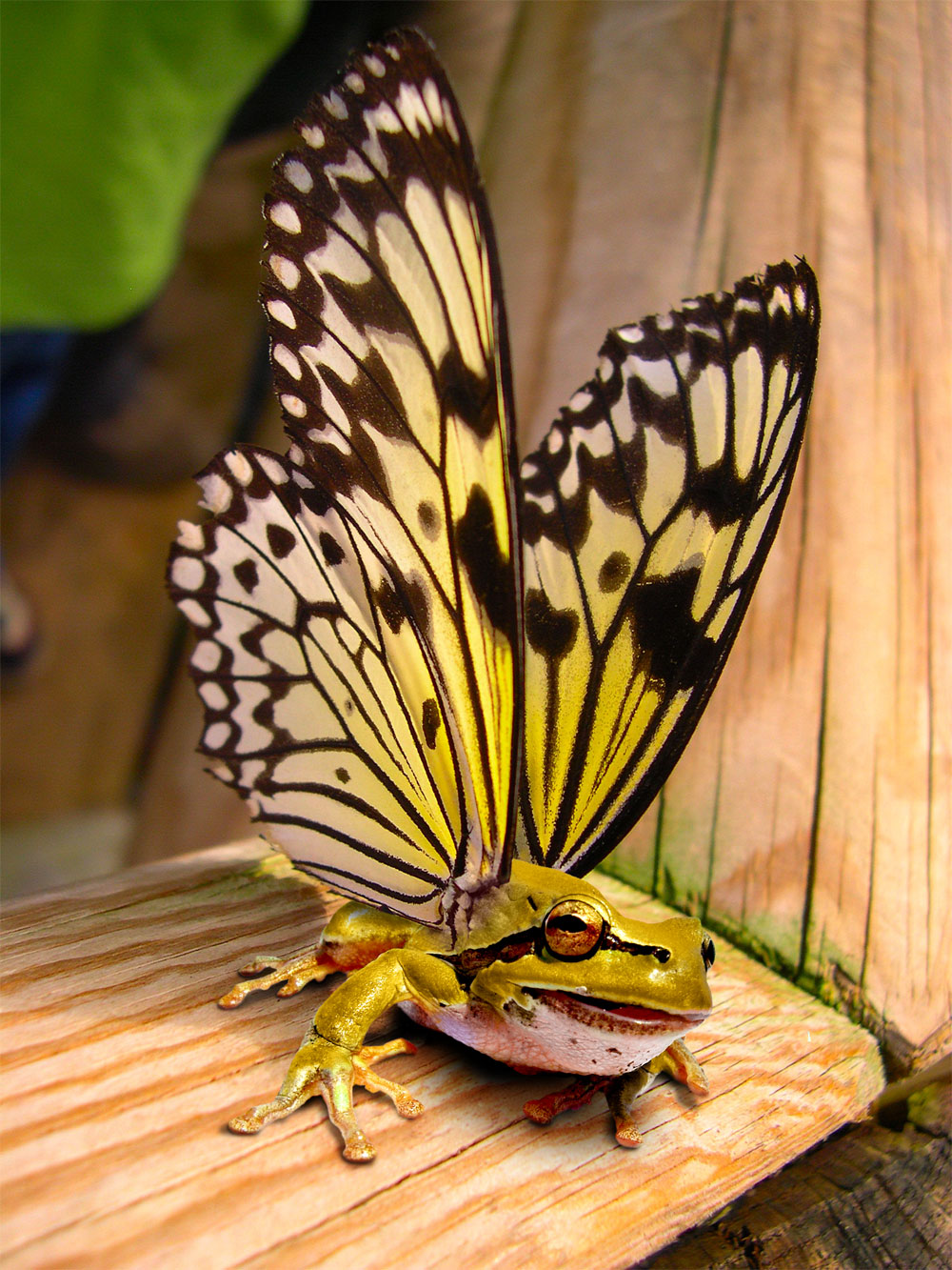 Photoshop Design by MiaWallace for DesignCrowd (Community Contests) | Design #8936298