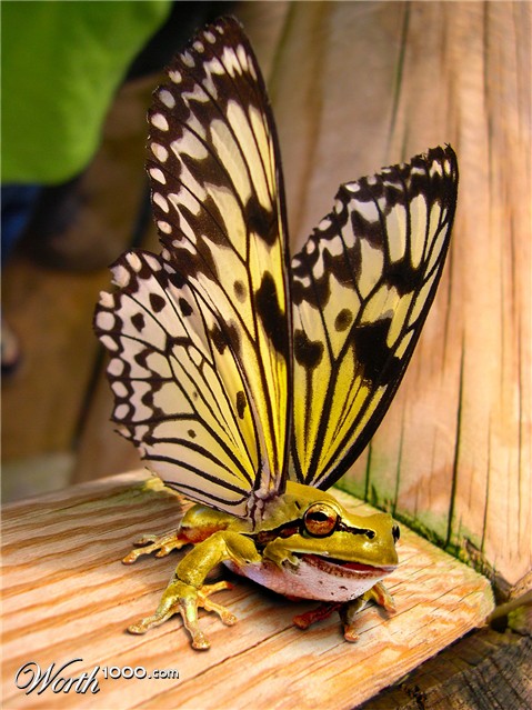 Photoshop Design by MiaWallace