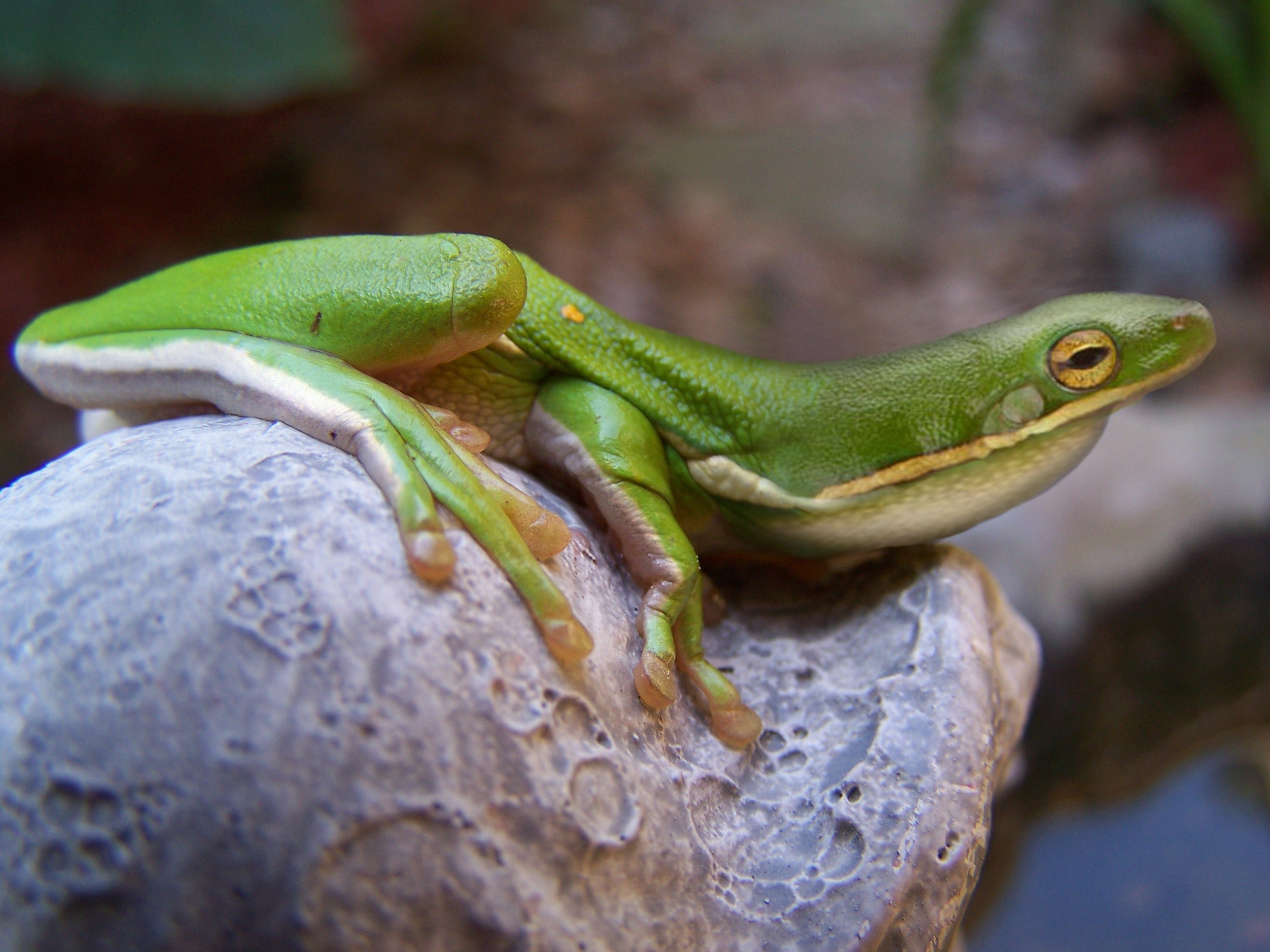 Diseño de Photoshop por error5001 para DesignCrowd (Community Contests) | Diseño #8936352