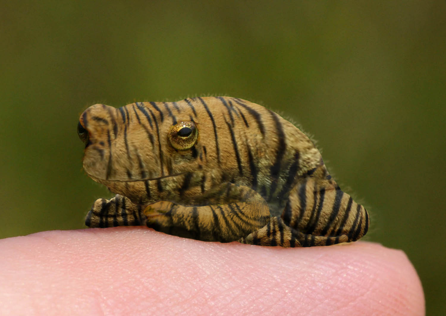 Photoshop Design by pseudobot for DesignCrowd (Community Contests) | Design #8936379