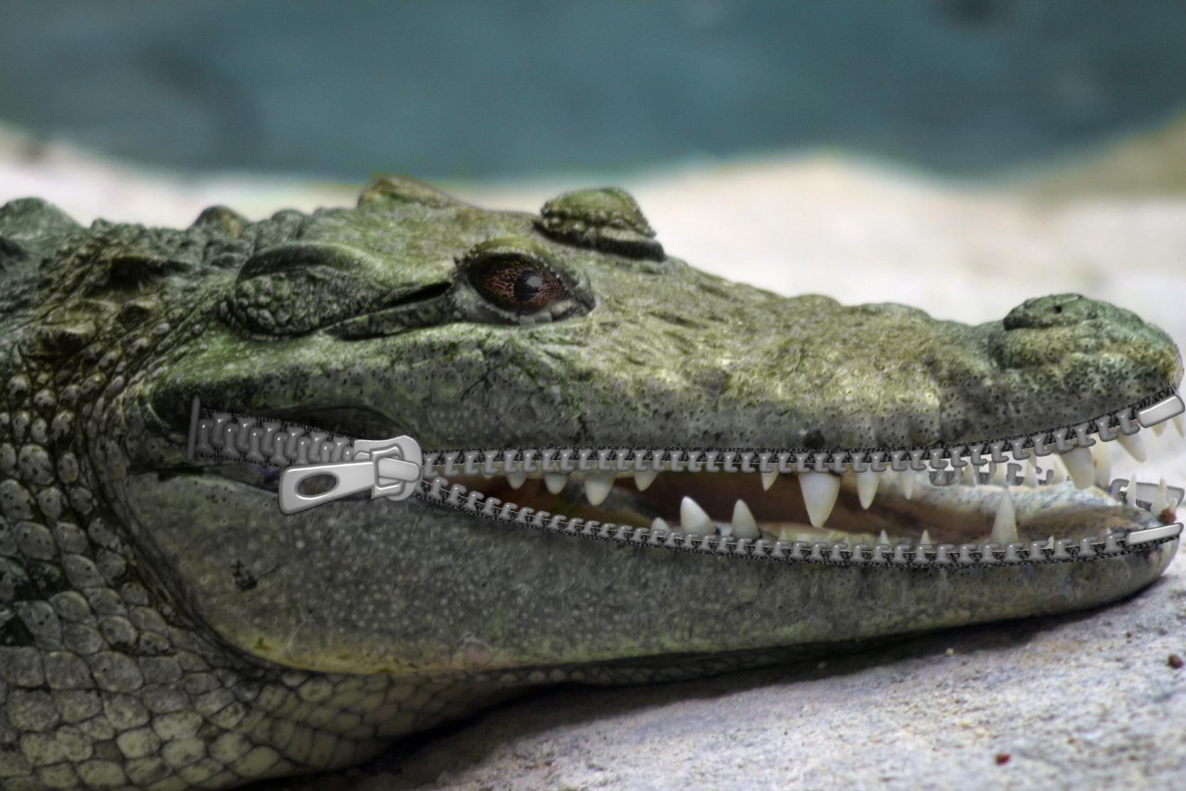 Diseño de Photoshop por bibile para DesignCrowd (Community Contests) | Diseño #8939439