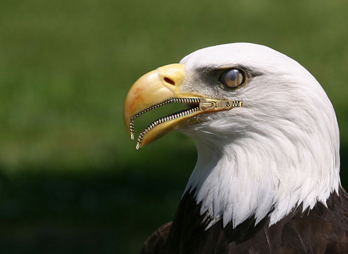 Photoshop Design by flyingelephant for DesignCrowd (Community Contests) | Design #8939481