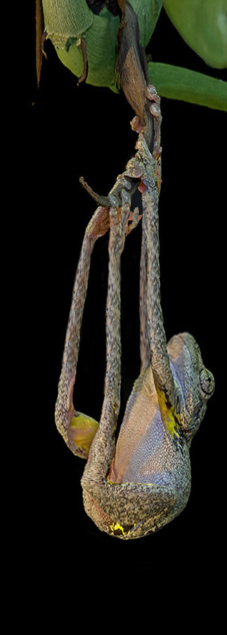 Design Photoshop par wannabe pour DesignCrowd (Community Contests) | Design #8935809