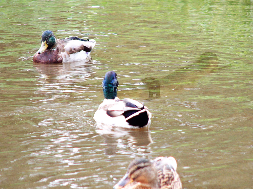 Photoshop Design by Mr_WhYte for DesignCrowd (Community Contests) | Design #9162913