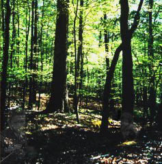 Diseño de Photoshop por monkeyporn para DesignCrowd (Community Contests) | Diseño #9163943