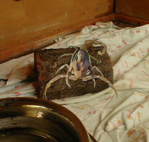 Photoshop Design by sophocha for DesignCrowd (Community Contests) | Design #9165170