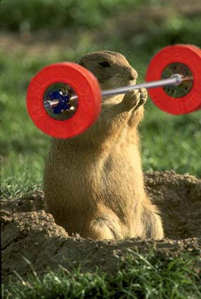 Photoshop Design by FroggyFrenchMan for DesignCrowd (Community Contests) | Design #9162125