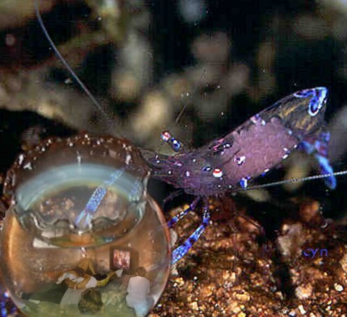 Photoshop Design by Cyn for DesignCrowd (Community Contests) | Design #9160094