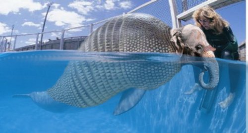 Photoshop Design by Cyn for DesignCrowd (Community Contests) | Design #9159955