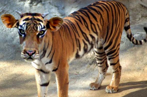 Photoshop Design by Jubal1 for DesignCrowd (Community Contests) | Design #9160112