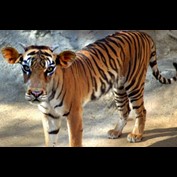 Photoshop Design by Jubal1