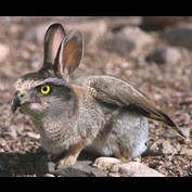 Photoshop Design by IronKite