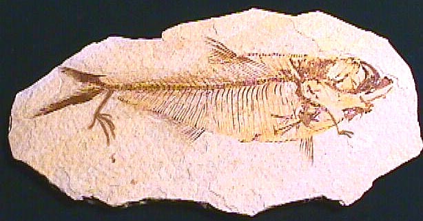 Photoshop Design by Wingnut for DesignCrowd (Community Contests) | Design #9163681