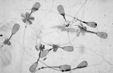 Diseño de Photoshop por billgx para DesignCrowd (Community Contests) | Diseño #9164758