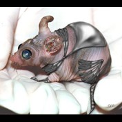 Photoshop Design by Cyn