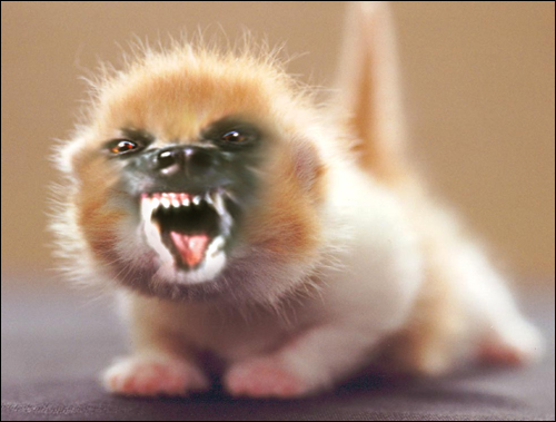 Photoshop Design by nautiq for DesignCrowd (Community Contests) | Design #9160312