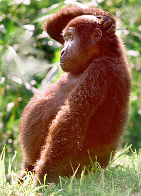 Photoshop Design by finnpuppy for DesignCrowd (Community Contests) | Design #9160550