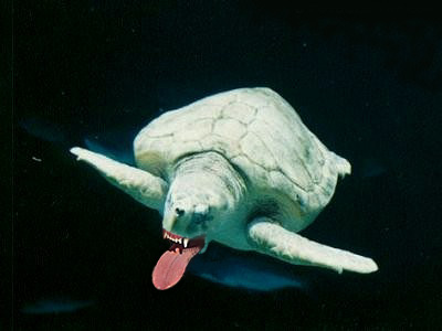 Photoshop Design by Mr_OiZooo for DesignCrowd (Community Contests) | Design #9160569