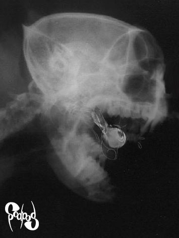 Photoshop-Design von scalpod für DesignCrowd (Community Contests) | Design #9159994