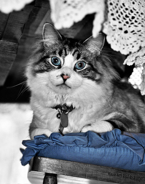 Diseño de Photoshop por Stephen1177 para DesignCrowd (Community Contests) | Diseño #9160415