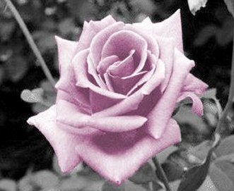 Photoshop Design by SiIkenFairy for DesignCrowd (Community Contests) | Design #9160424