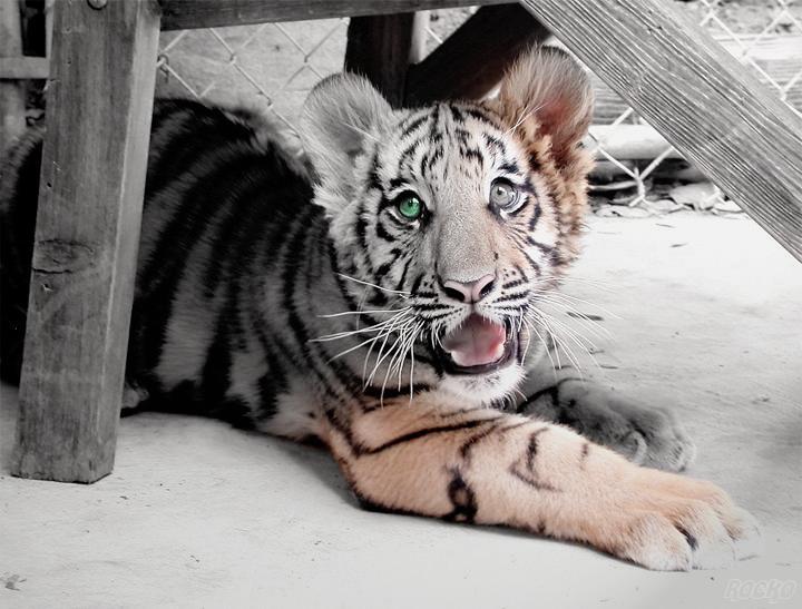 Photoshop-Design von Rocko für DesignCrowd (Community Contests) | Design #9160434