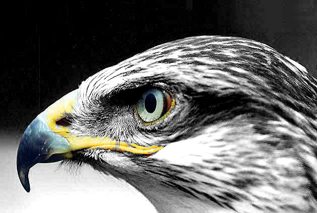 Photoshop Design by i3ullseye for DesignCrowd (Community Contests) | Design #9160496