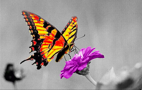 Photoshop Design by Kulstad for DesignCrowd (Community Contests) | Design #9160590