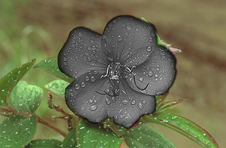 Design Photoshop par Corky pour DesignCrowd (Community Contests) | Design #9160671