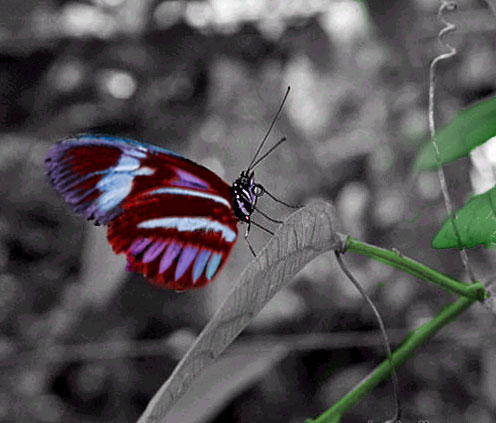 Photoshop Design by Arm4000 for DesignCrowd (Community Contests) | Design #9160668