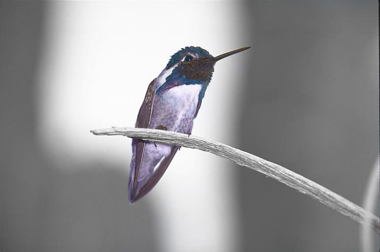 Photoshop Design by pj for DesignCrowd (Community Contests) | Design #9160828