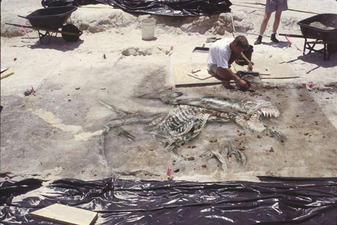 Diseño de Photoshop por Dveil para DesignCrowd (Community Contests) | Diseño #9159072