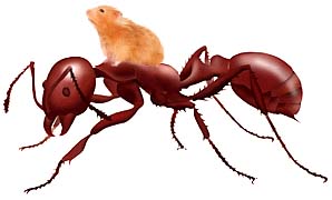 Photoshop Design by quee0076 for DesignCrowd (Community Contests) | Design #9159656