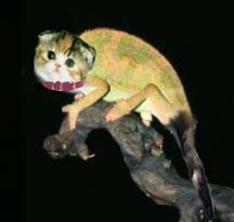 Diseño de Photoshop por FullMoonMaiden para DesignCrowd (Community Contests) | Diseño #9160241