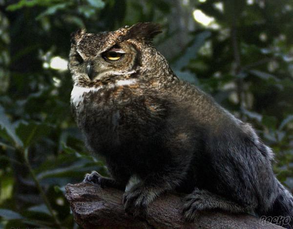 Photoshop-Design von Rocko für DesignCrowd (Community Contests) | Design #9160233